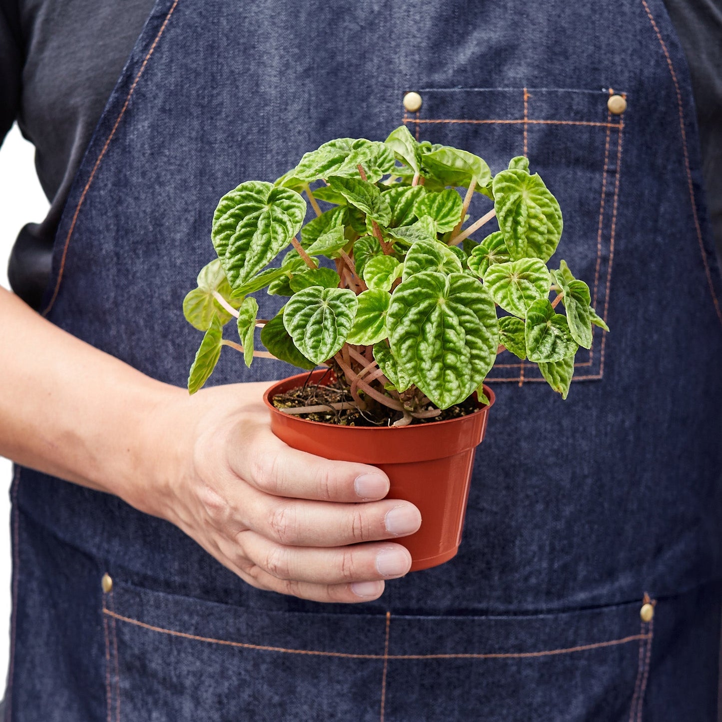 Peperomia 'Ripple' - 4" Pot - NURSERY POT ONLY