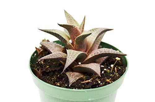 Haworthia 'Venosa' Succulent