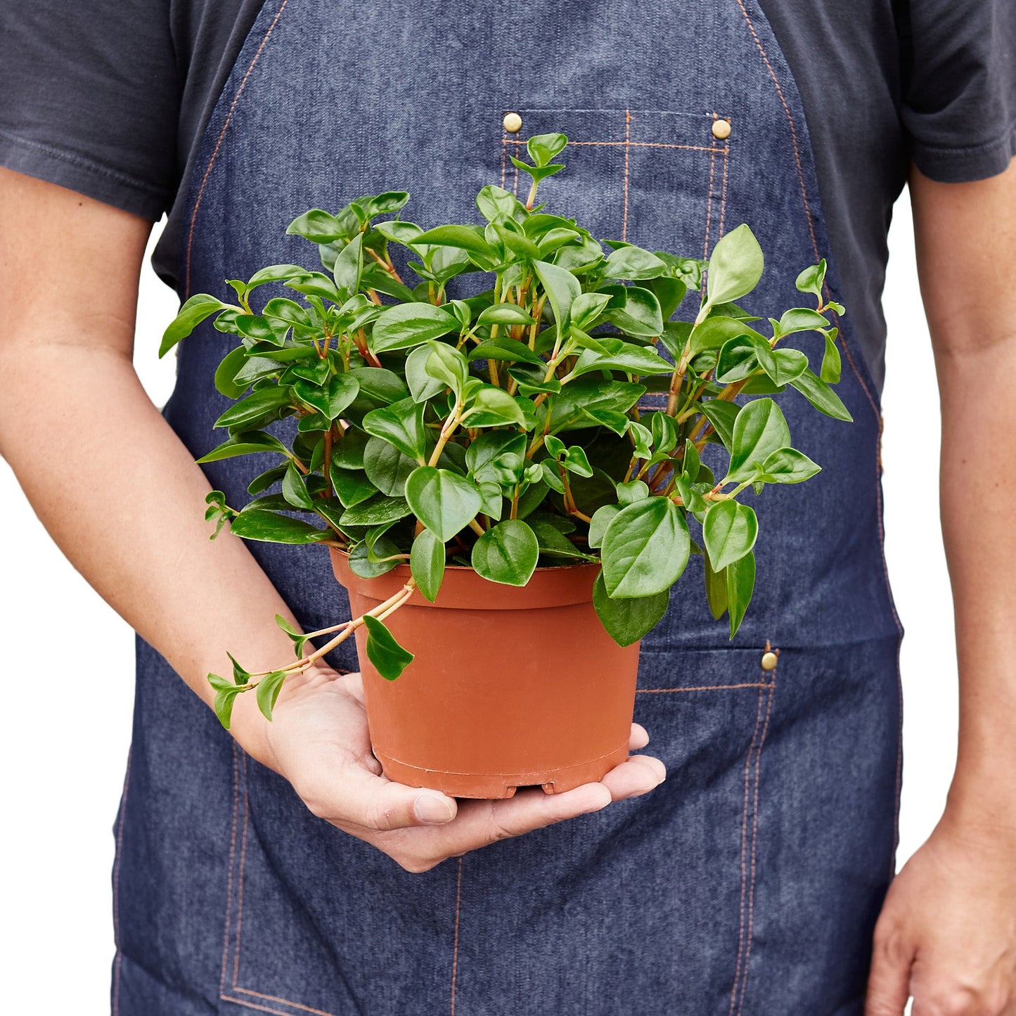 Peperomia 'Glabella'