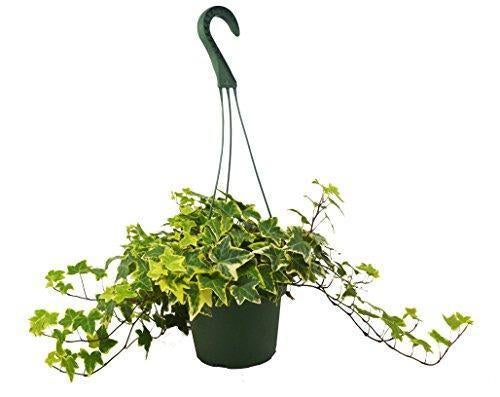 English Ivy Gold Child - 4" Pot - NURSERY POT ONLY