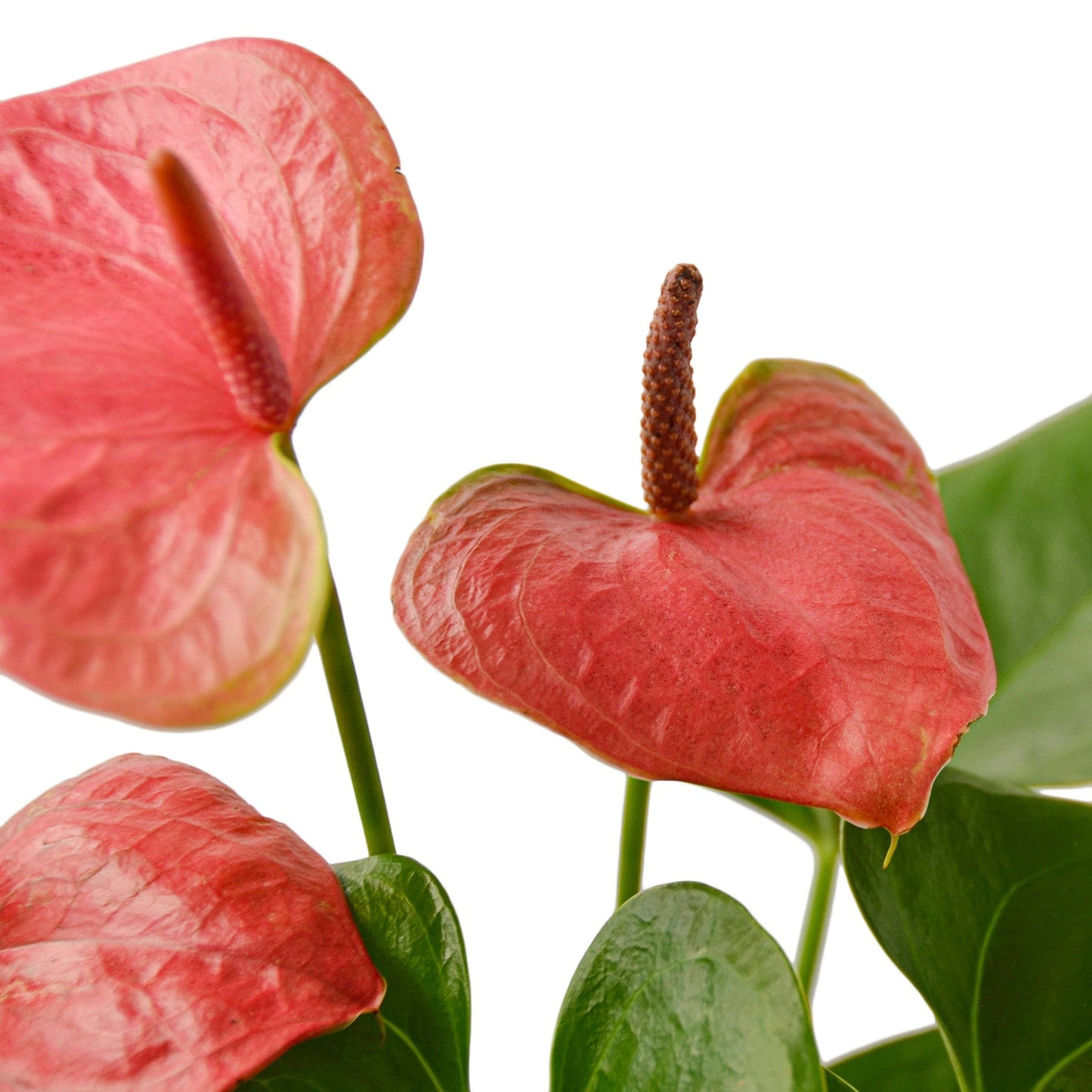 Anthurium 'Pink' - 4" Pot - NURSERY POT ONLY