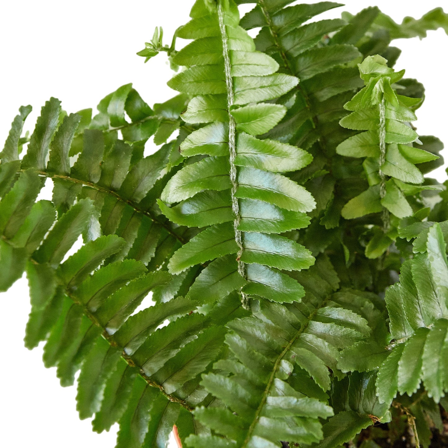 Jester's Crown Fern - 4" - NURSERY POT ONLY