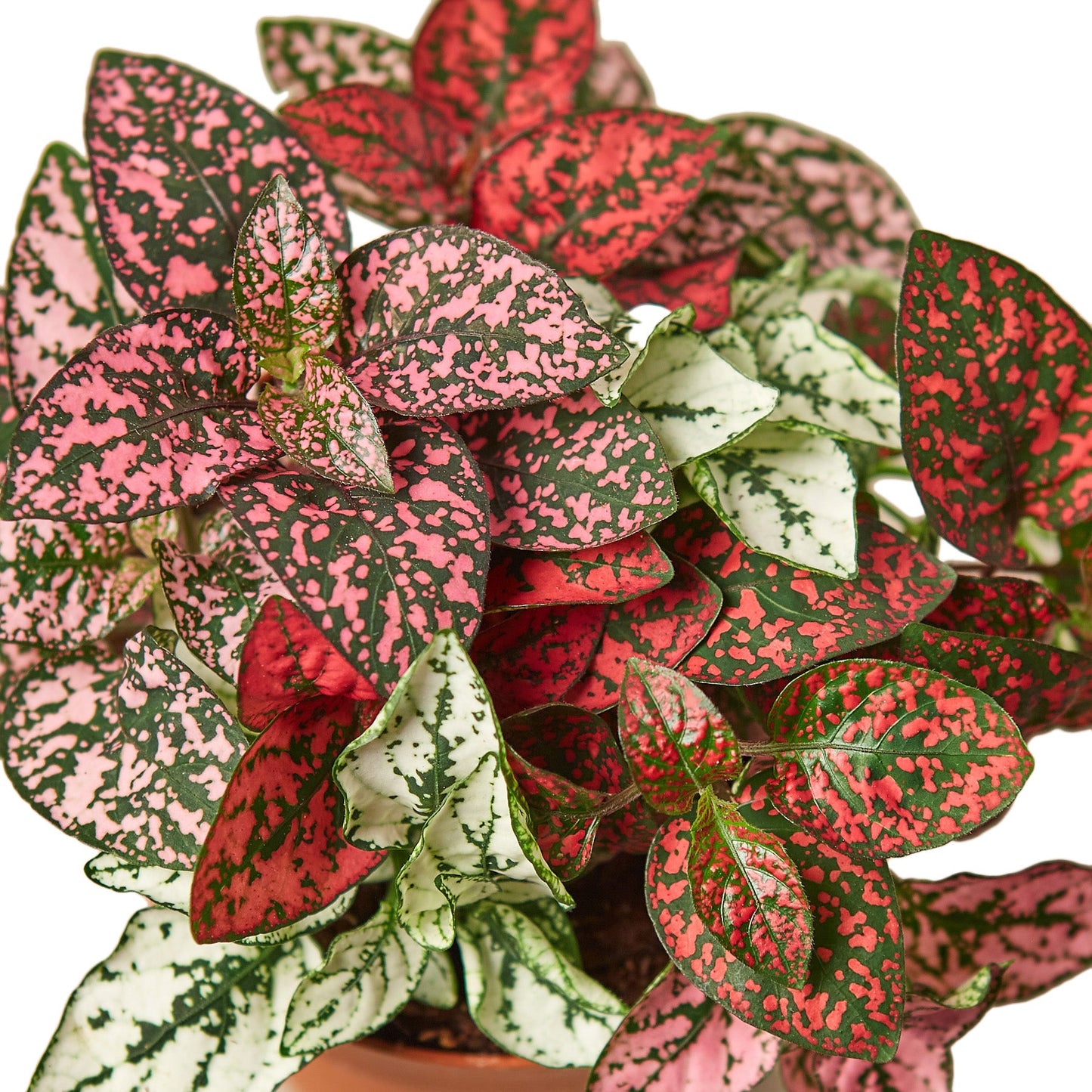 Hypoestes 'Polka Dot' - 4" Pot