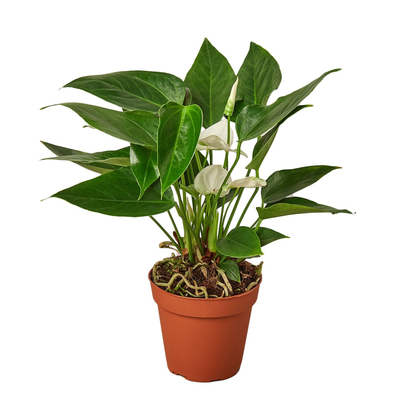 Anthurium 'White' - 4" Pot - NURSERY POT ONLY