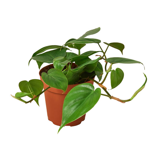 Philodendron Cordatum Heartleaf - 4" Pot - NURSERY POT ONLY