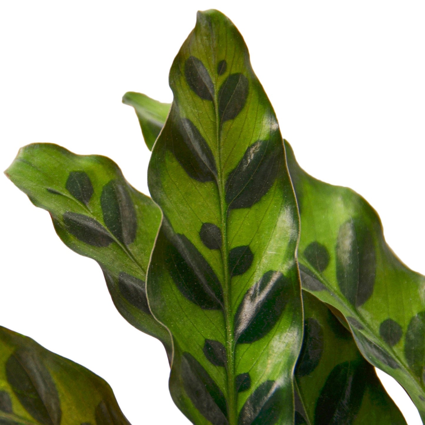 Calathea Lancifolia 'Rattlesnake' - 4" Pot - NURSERY POT ONLY