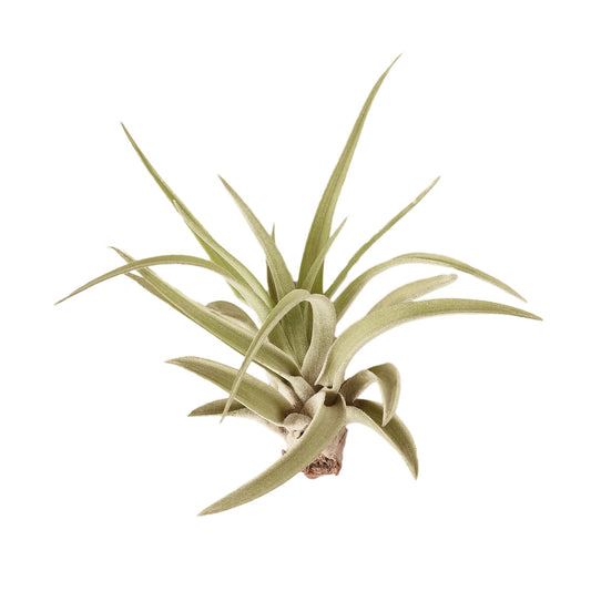 Tillandsia Air Plant Veluntina