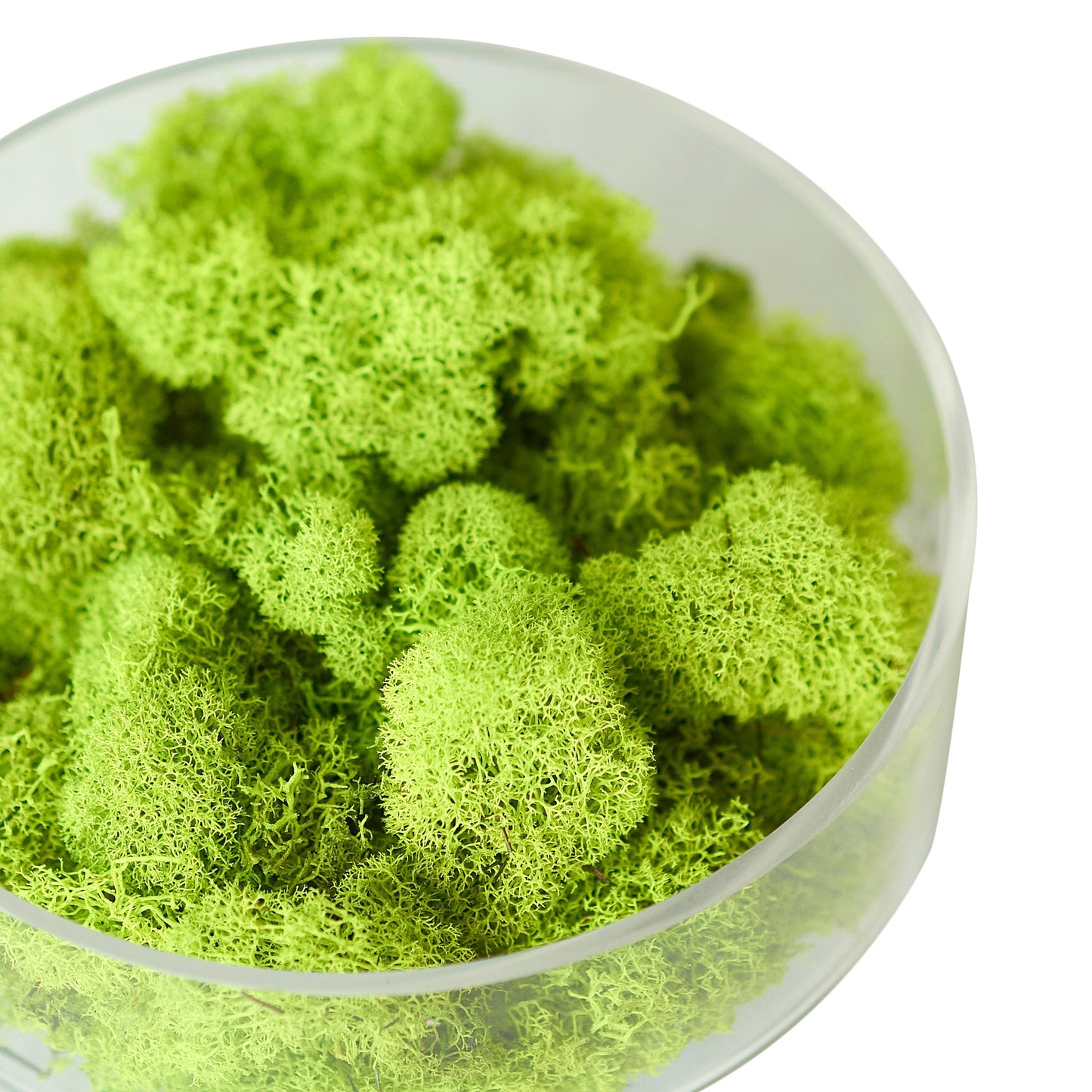 Preserved Reindeer Moss - Light Green - 6 oz