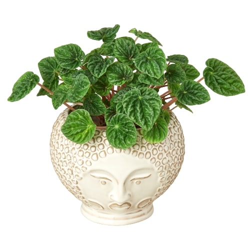 Queen Ophelia Planter - 6 Inch