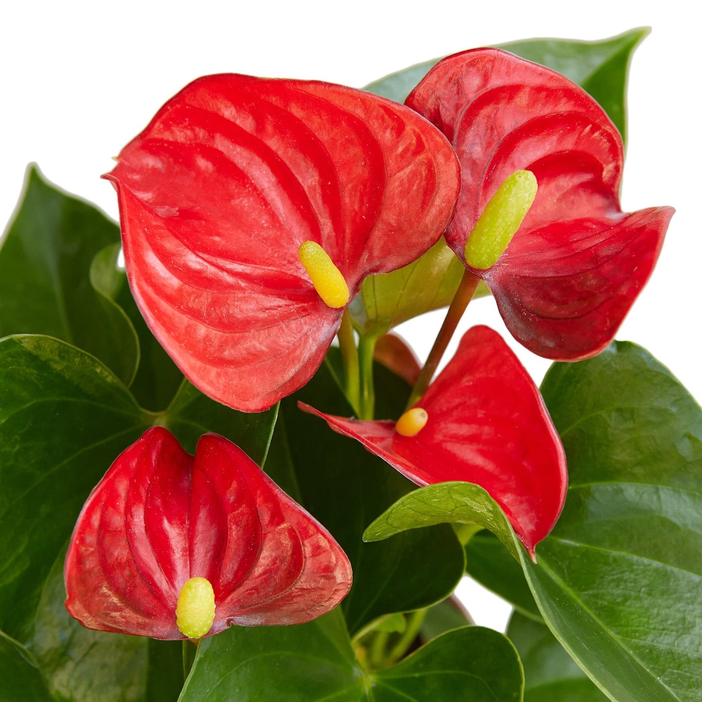 Anthurium 'Red' - 4" Pot - NURSERY POT ONLY