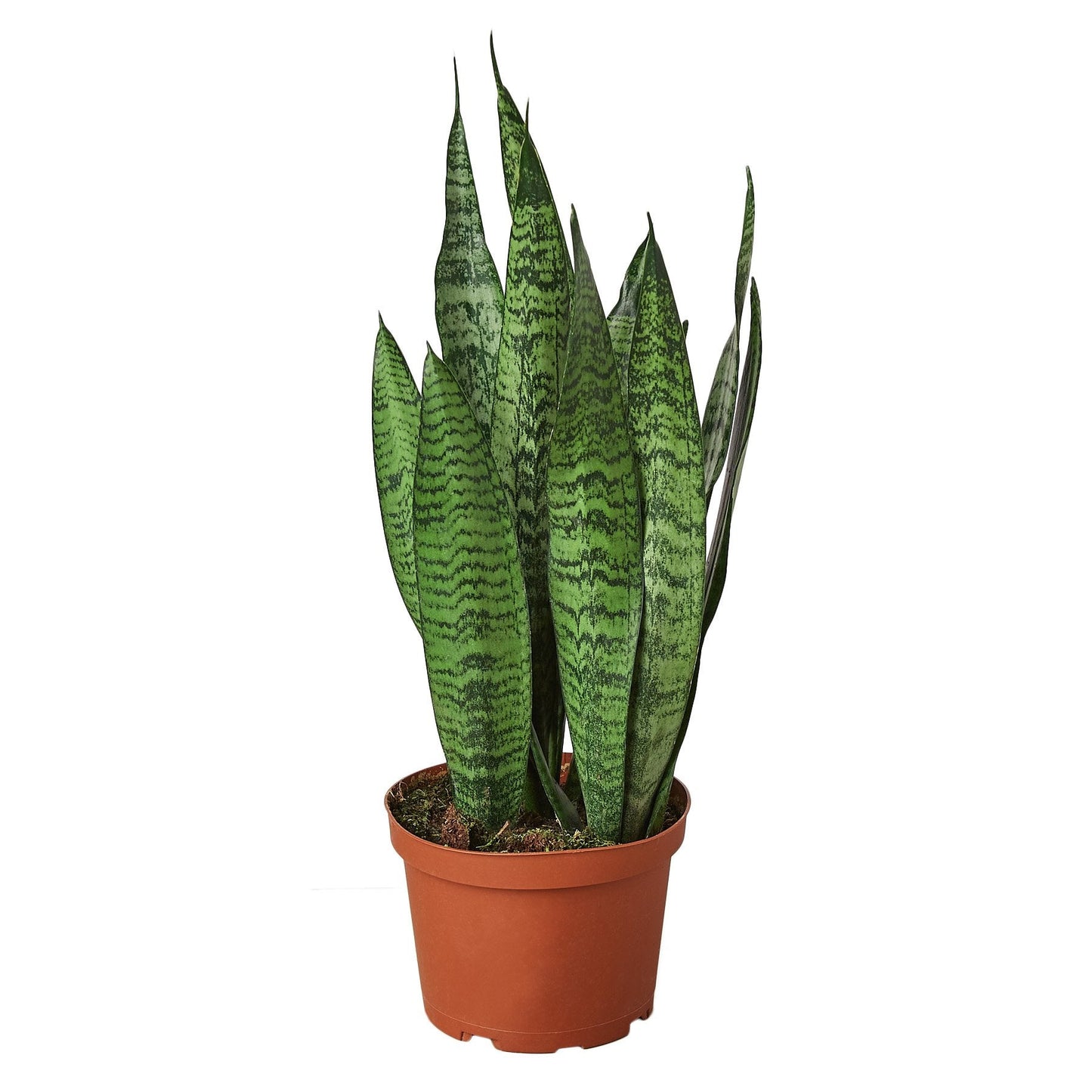 Snake Plant 'Zeylanica'