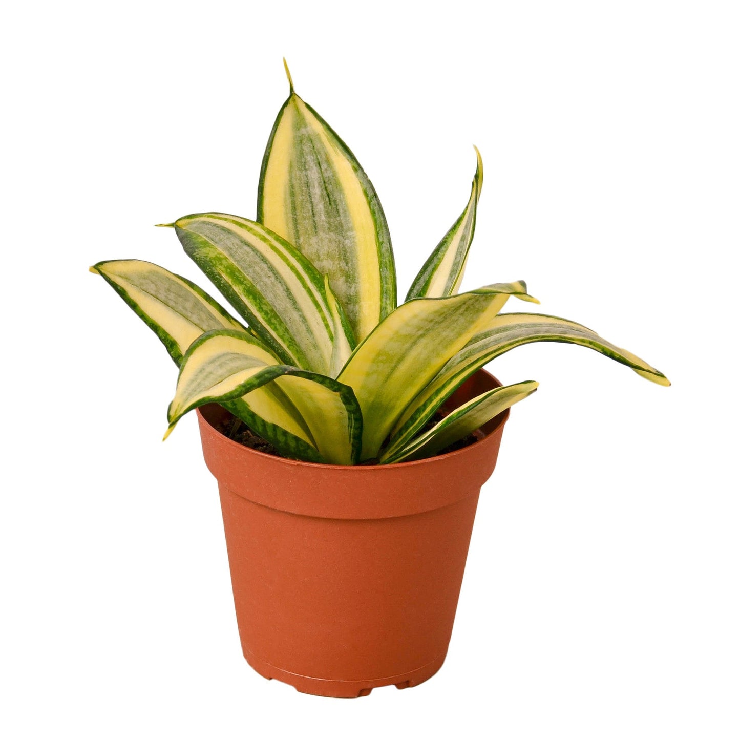 Snake Plant Gold Hahnii - 4" Pot - NURSERY POT ONLY