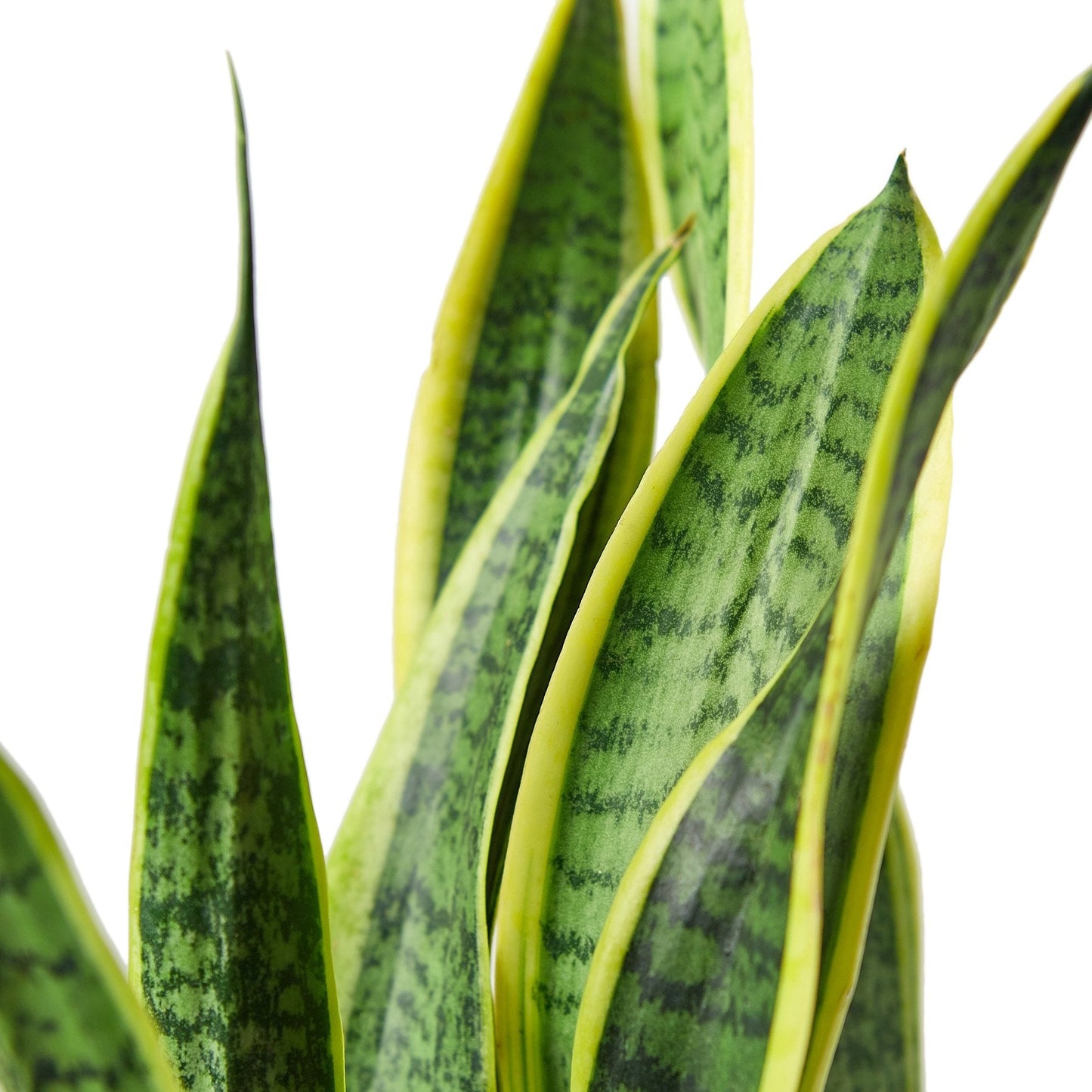 Snake Plant Laurentii