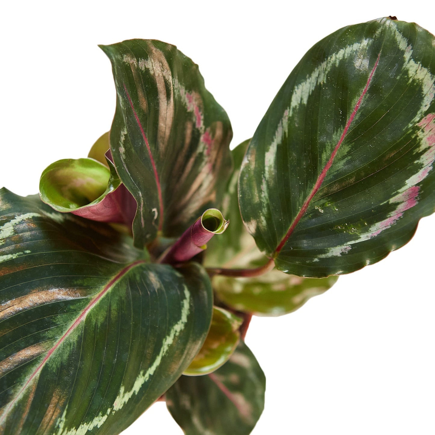 Calathea Roseopicta 'Medallion' - 4" Pot - NURSERY POT ONLY