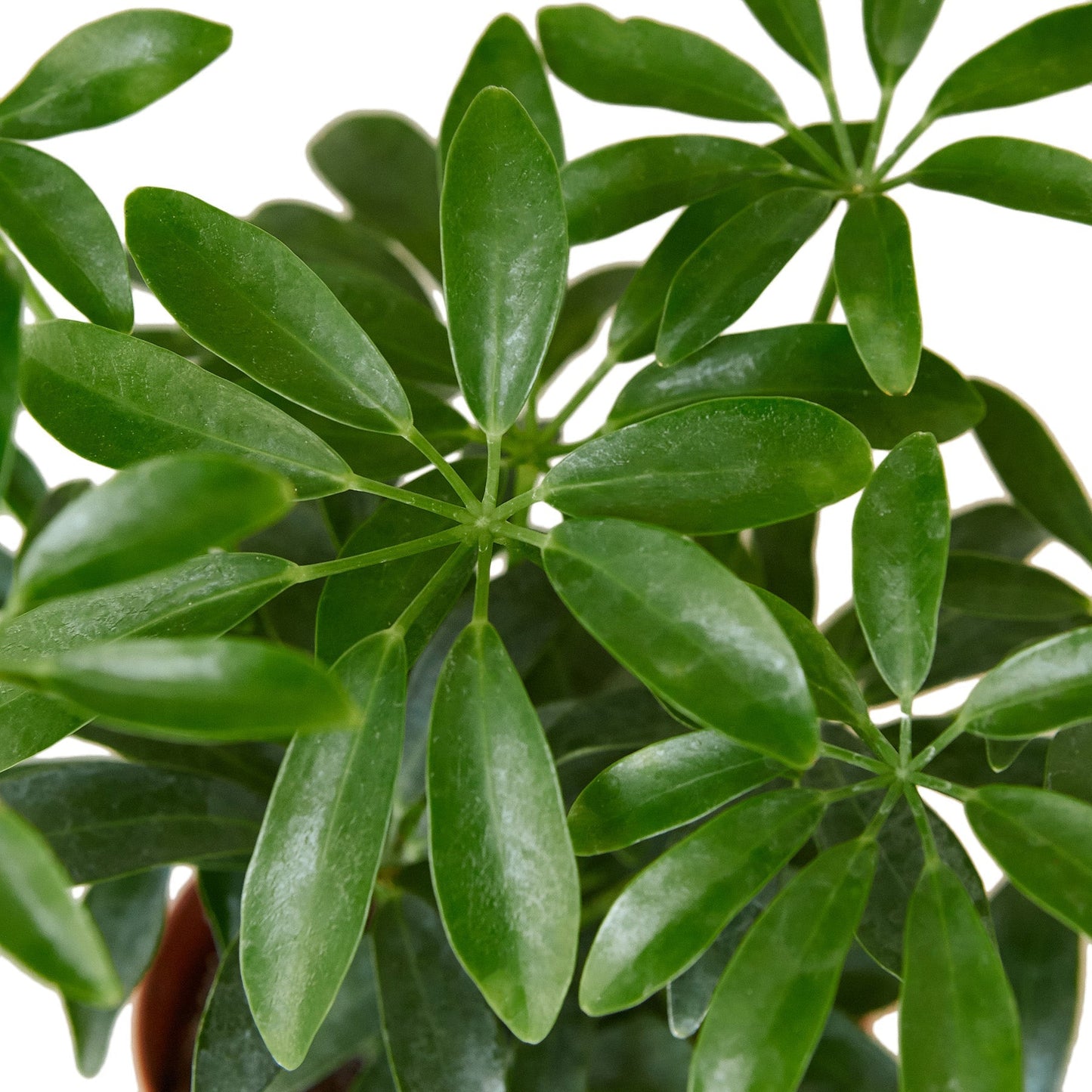 Schefflera Arboricola 'Umbrella' - 4" Pot - NURSERY POT ONLY