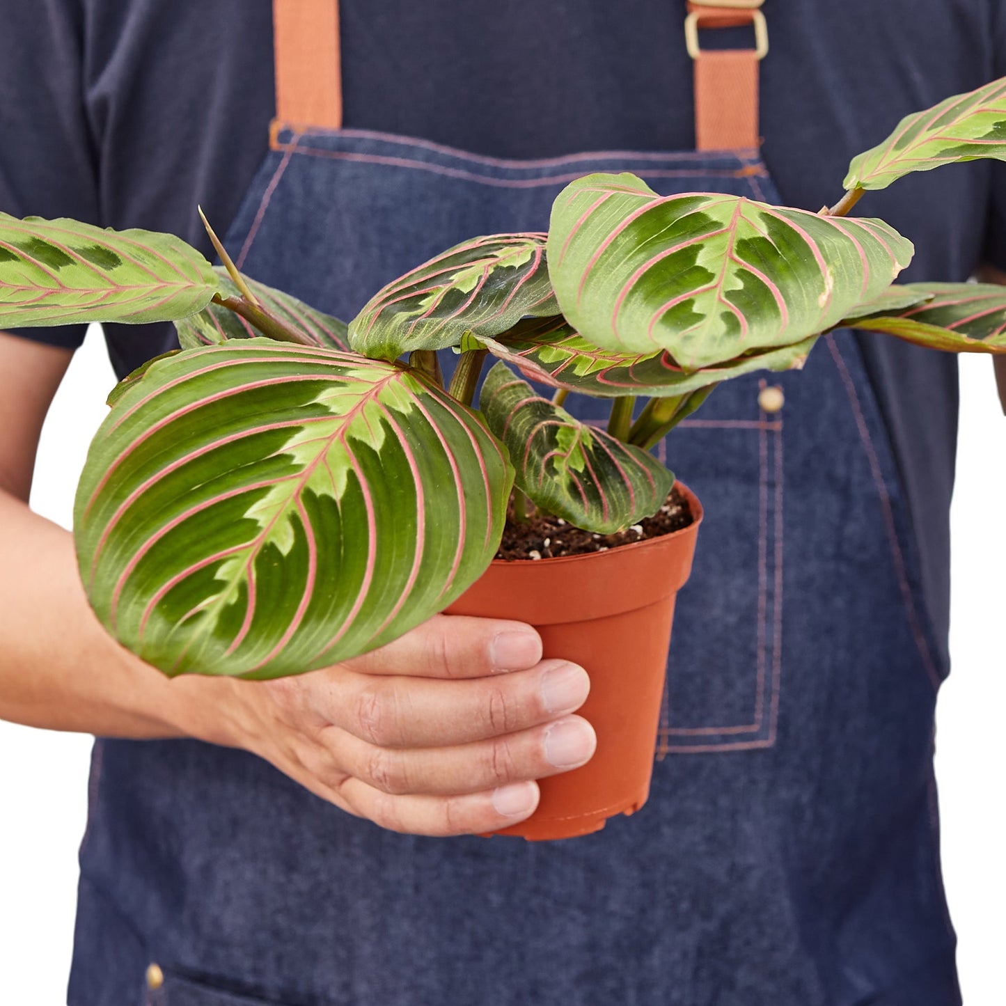 Maranta Red Prayer - 4" Pot - NURSERY POT ONLY