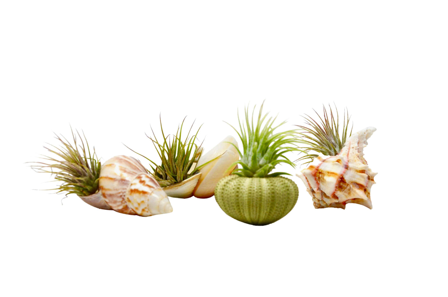 Seashell Air Plant Variety Packs