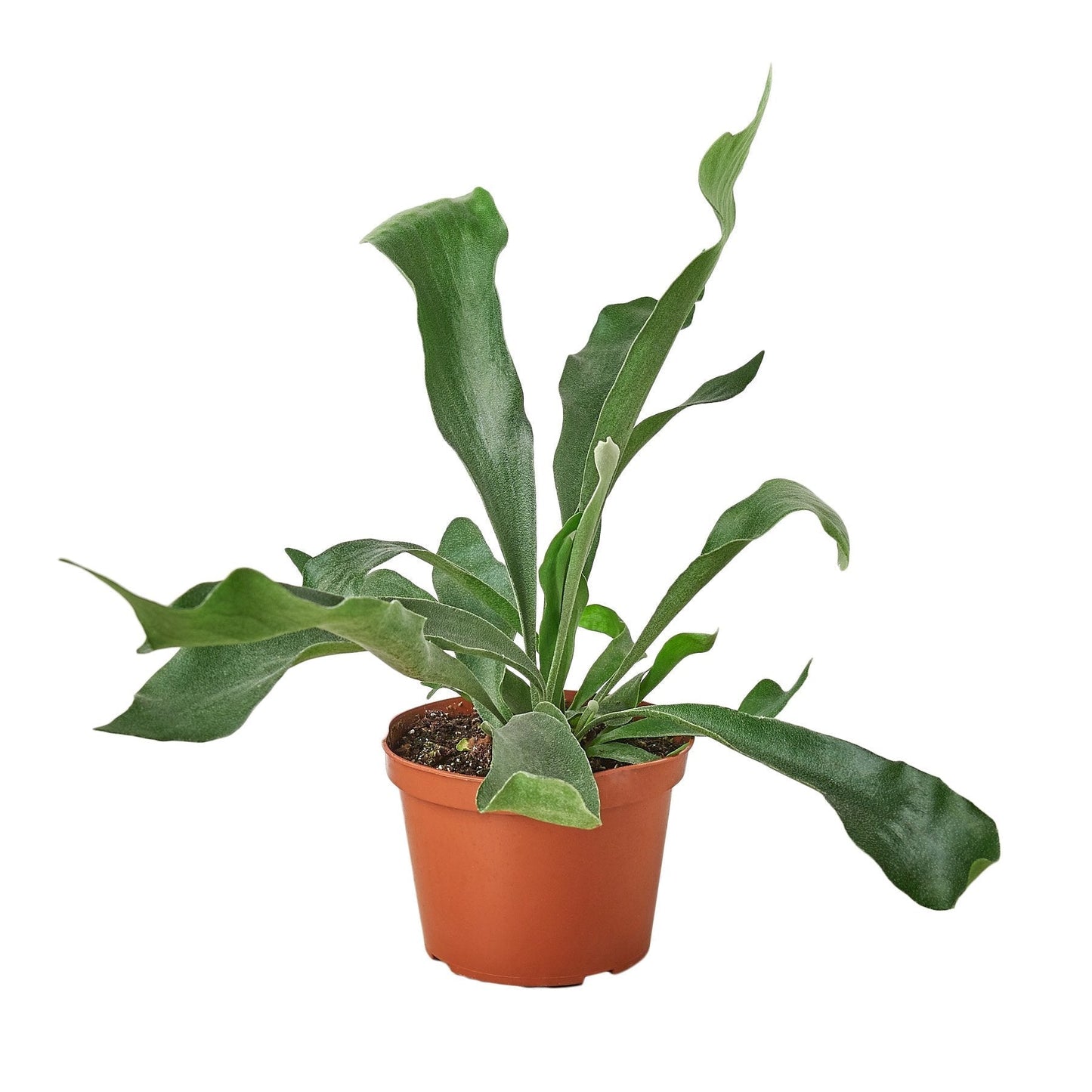 Staghorn Fern - 6" Pot - NURSERY POT ONLY