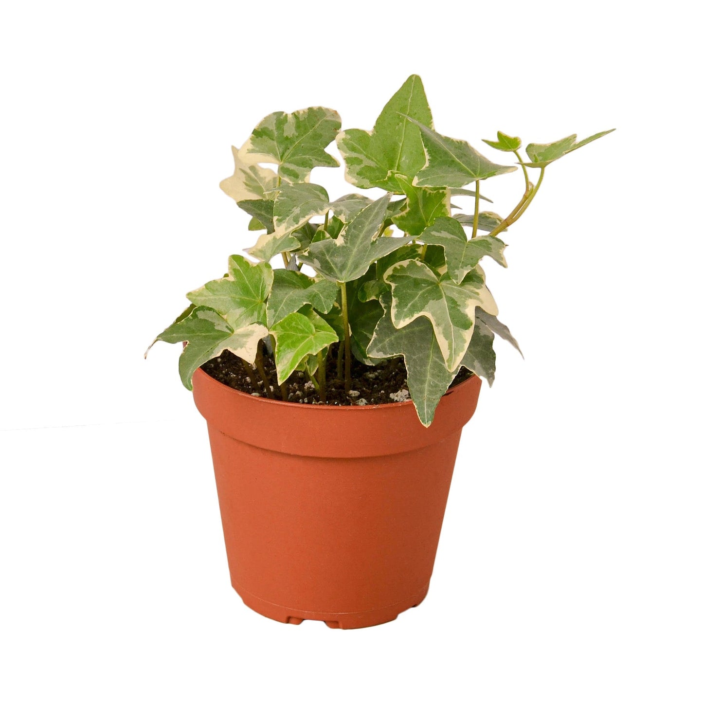 English Ivy 'Glacier' - 4" Pot - NURSERY POT ONLY