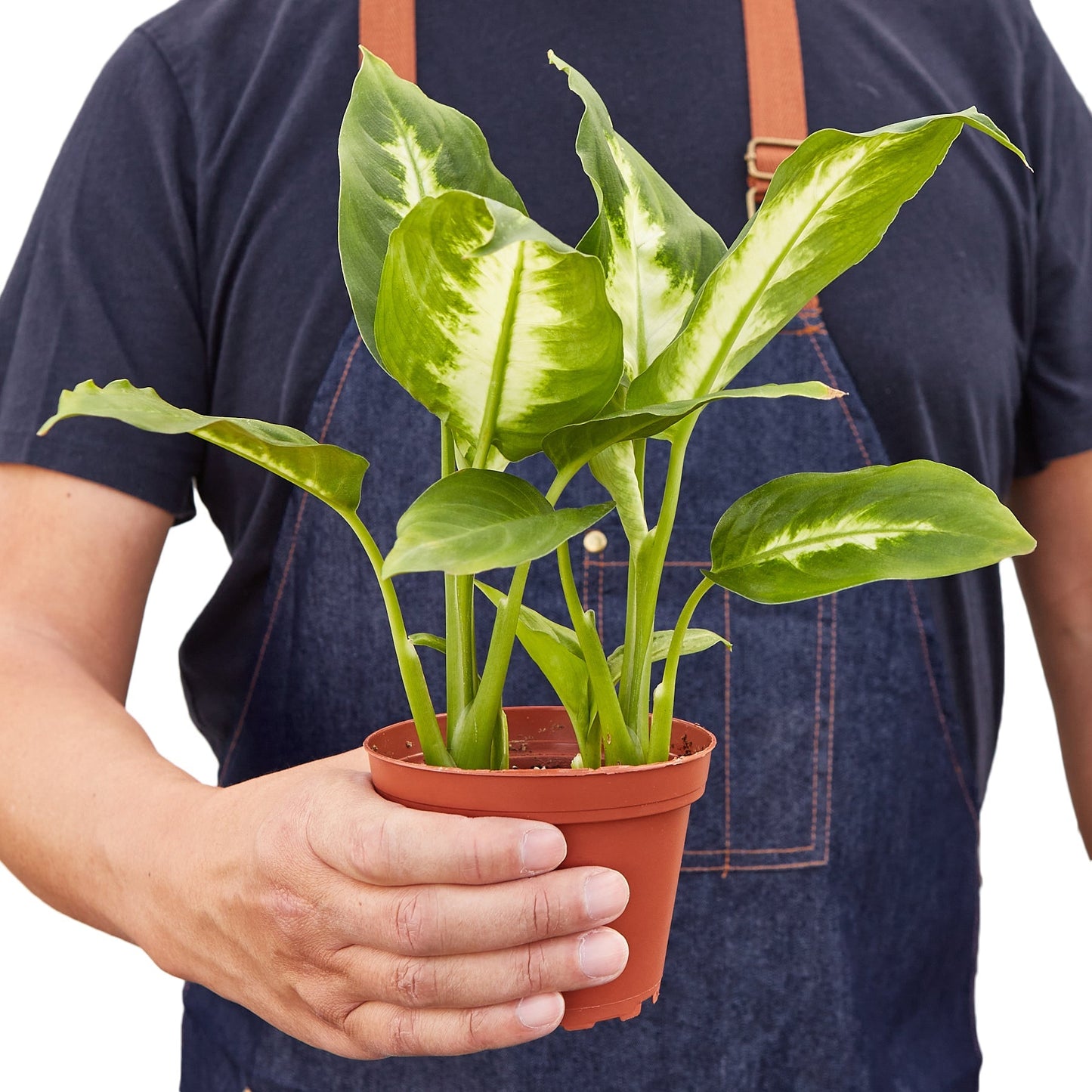 Dieffenbachia Camille - 4" Pot - NURSERY POT ONLY