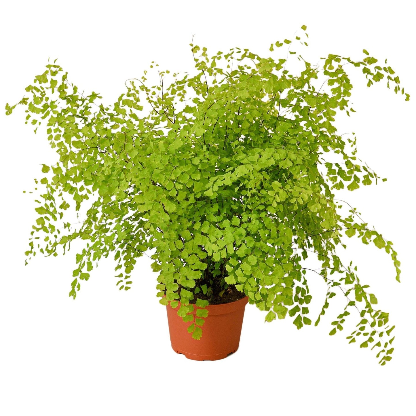 Maidenhair Fern - 6" Pot - NURSERY POT ONLY