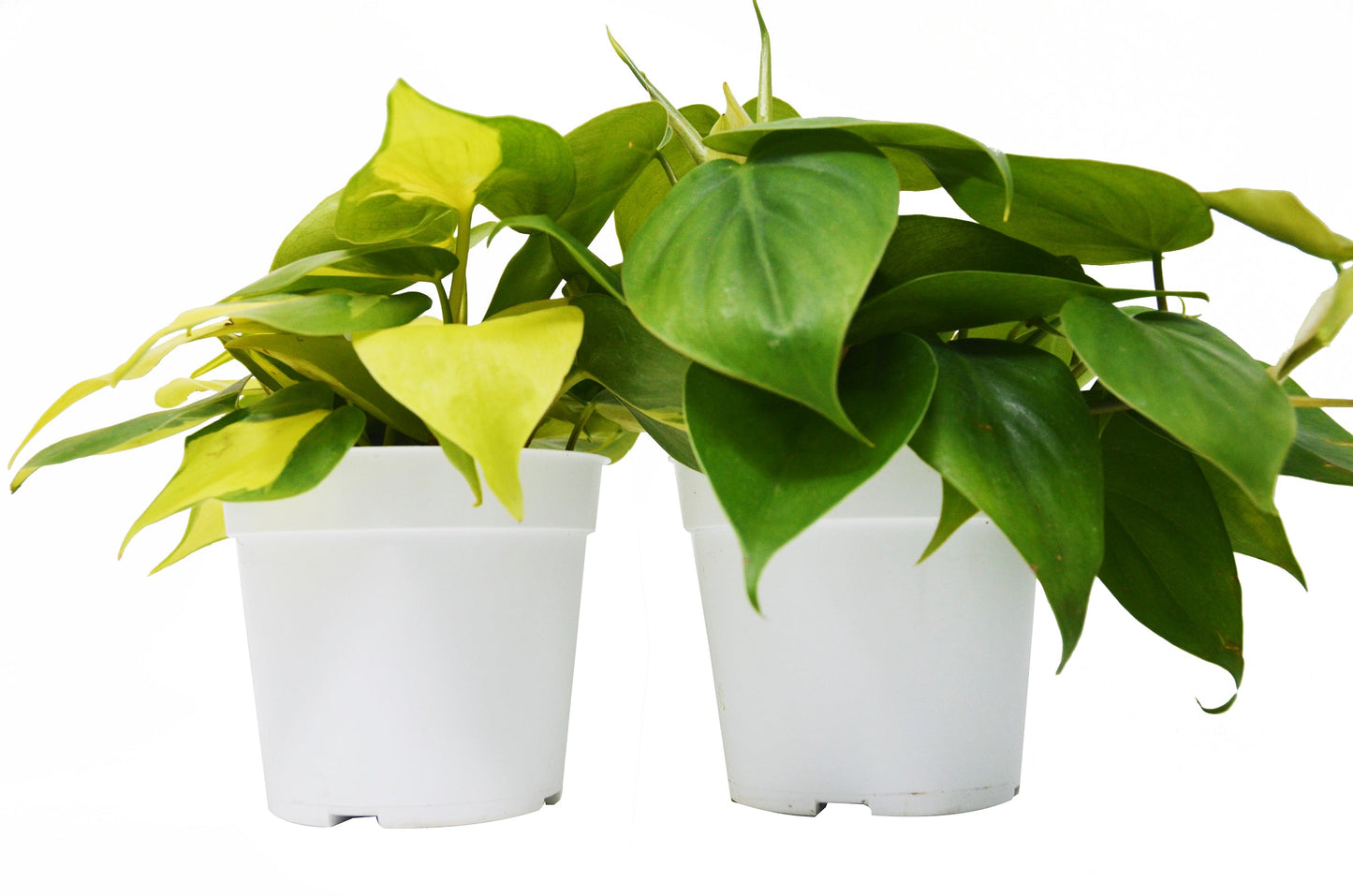 2 Philodendron Variety Pack - 4" Pots