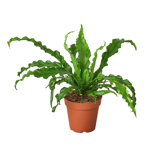 Bird‚Äôs Nest 'Victoria' Fern - 4" Pot