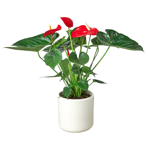 Anthurium 'Red'