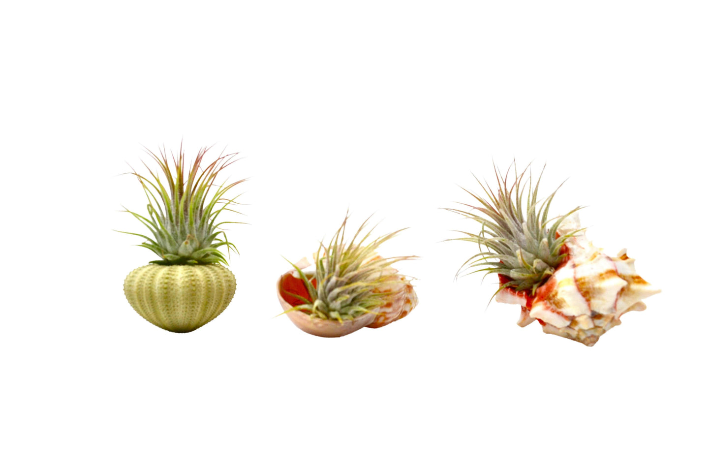 Seashell Air Plant Variety Packs