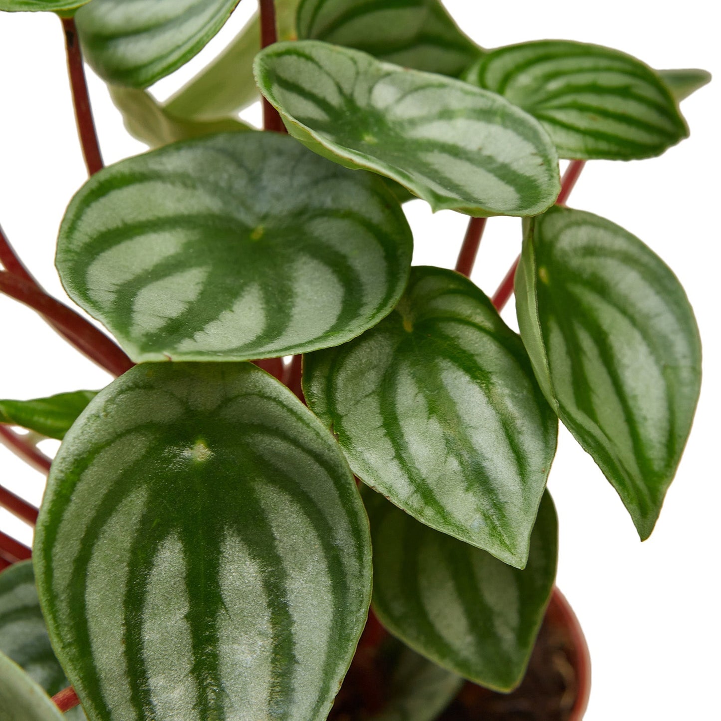 Peperomia Watermelon - 4" Pot - NURSERY POT ONLY