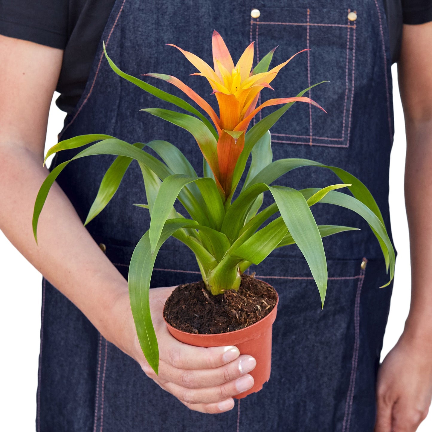 Guzmania Bromeliad 'Orange'