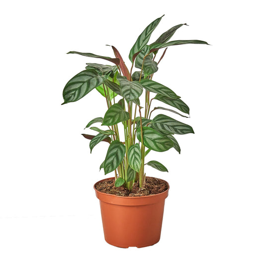 Calathea 'Grey Star' - 4" Pot - NURSERY POT ONLY