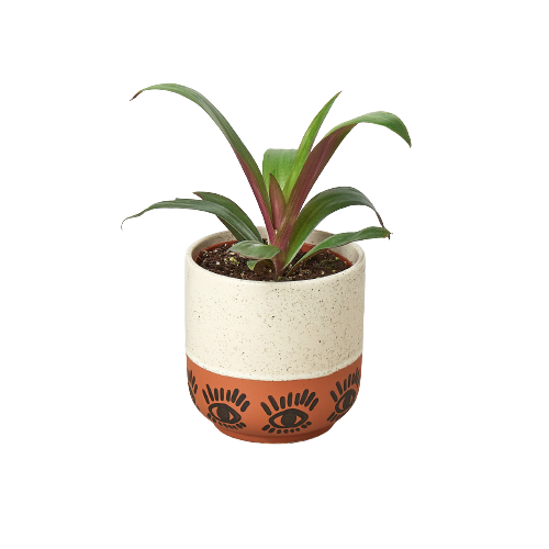 Eye Balls Planter - 5.5 Inch