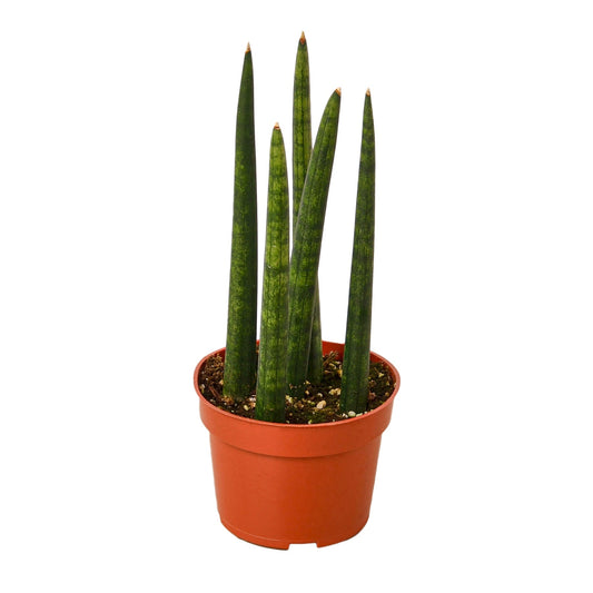 Snake Plant Cylindrica - 4" Pot - NURSERY POT ONLY