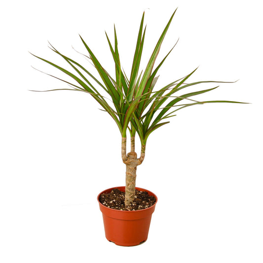 Dracaena Marginata Cane - 4" Pot - NURSERY POT ONLY