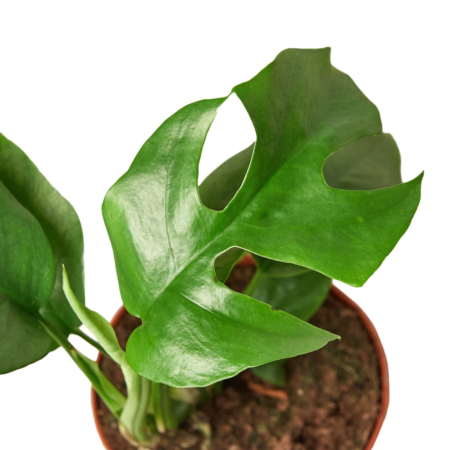 Philodendron Mini Monstera Minima - 4" Pot - NURSERY POT ONLY