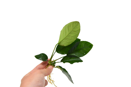 Aquatic 'Anubias Barteri' Plant / Loose Live Plant