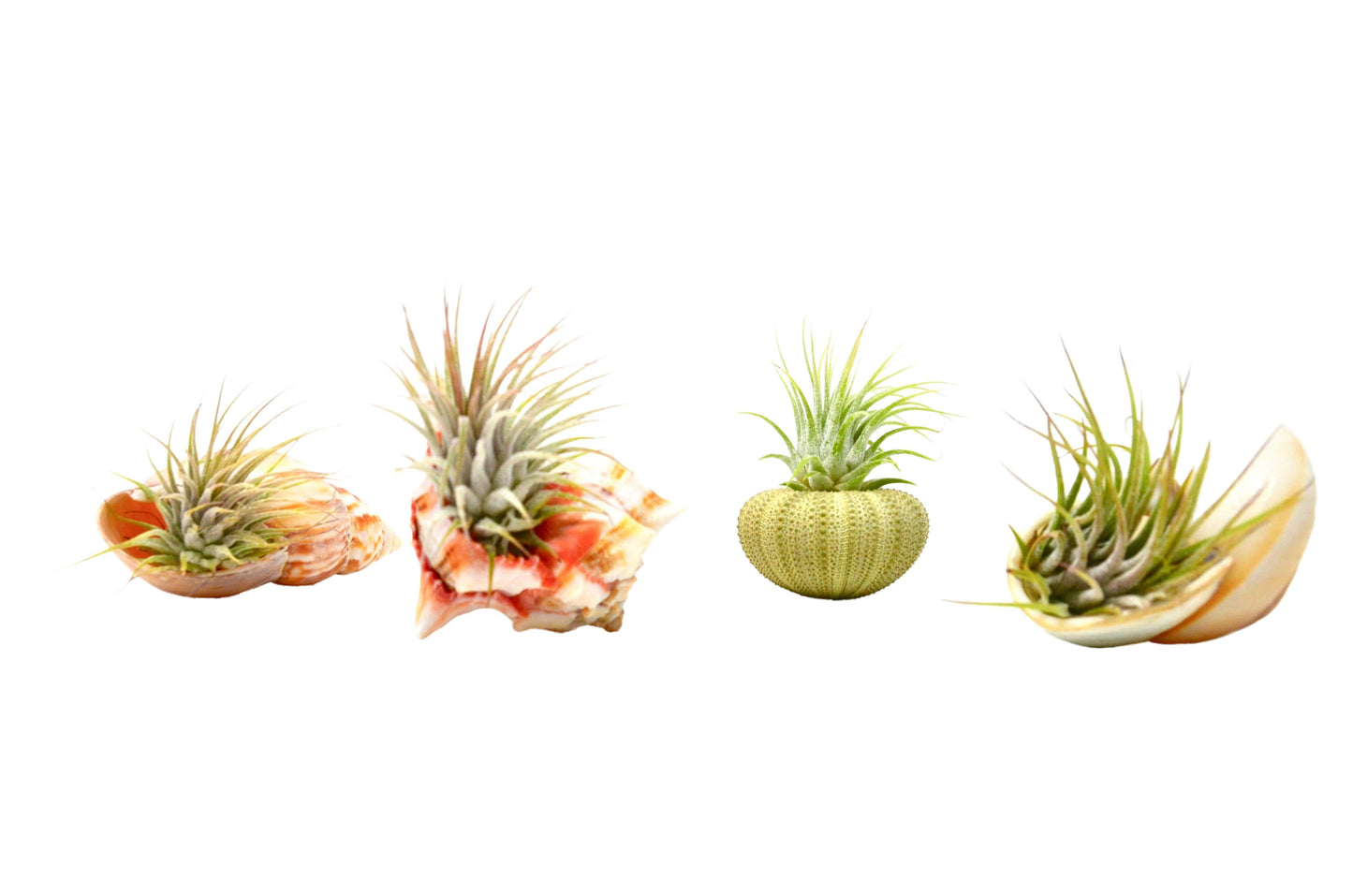 Seashell Air Plant Variety Packs