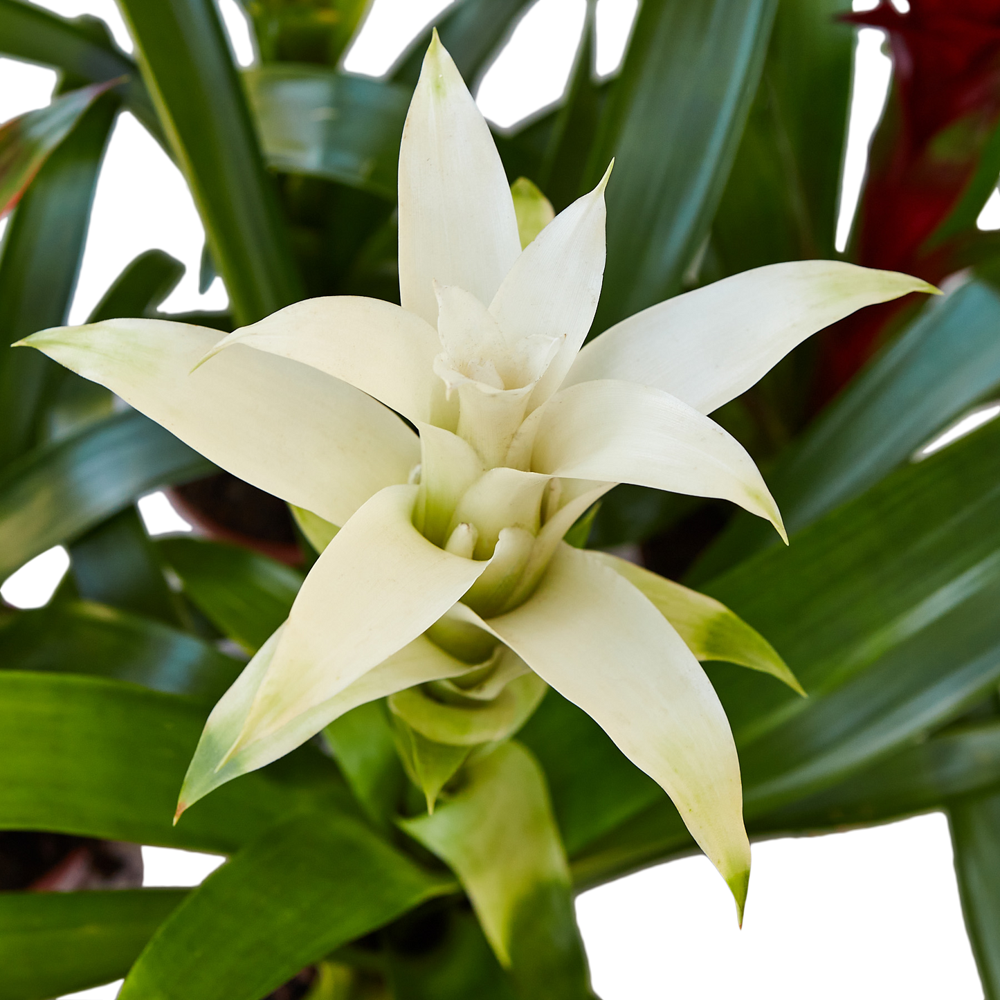 Guzmania Bromeliad 'White'