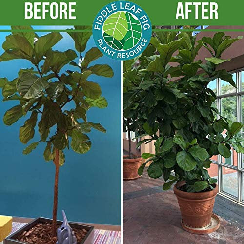 Premium Fiddle Leaf Fig Potting Soil