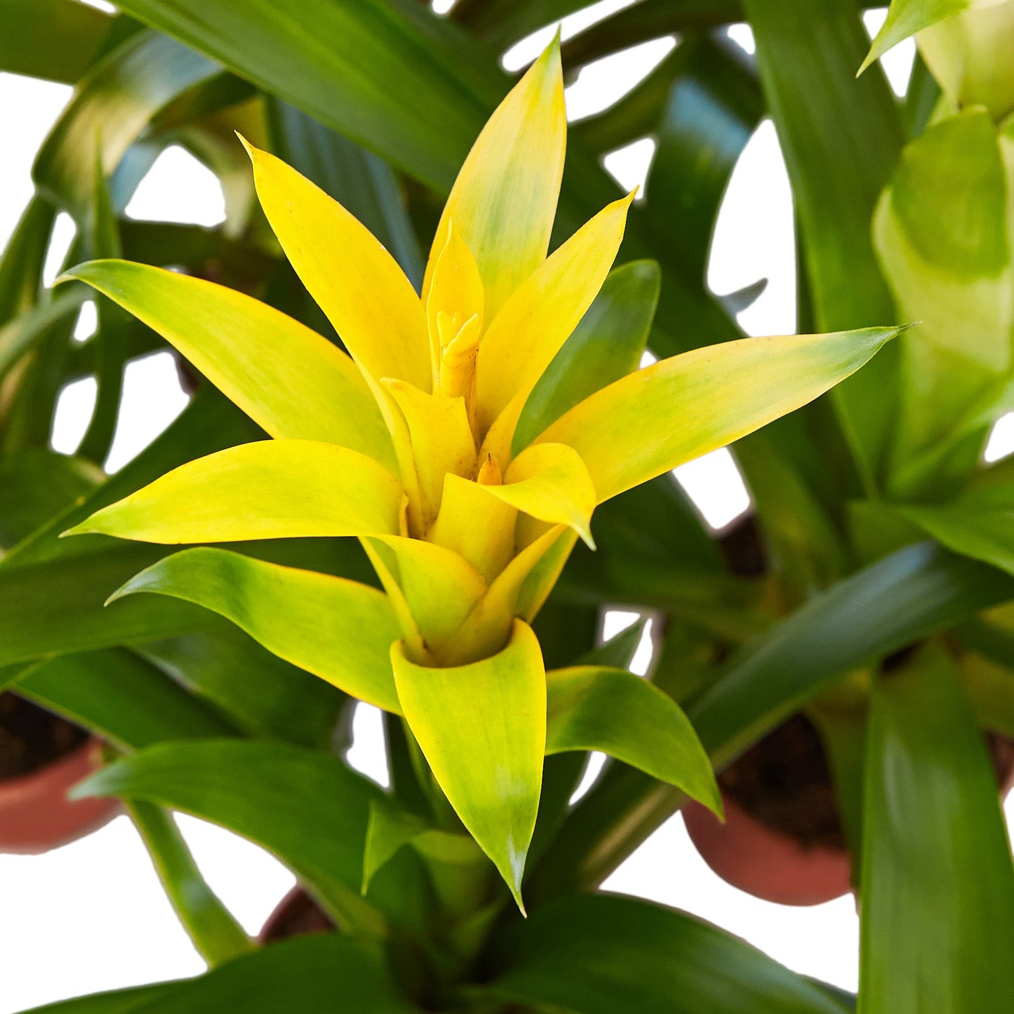 2 Guzmania Bromeliads - 4" Pots