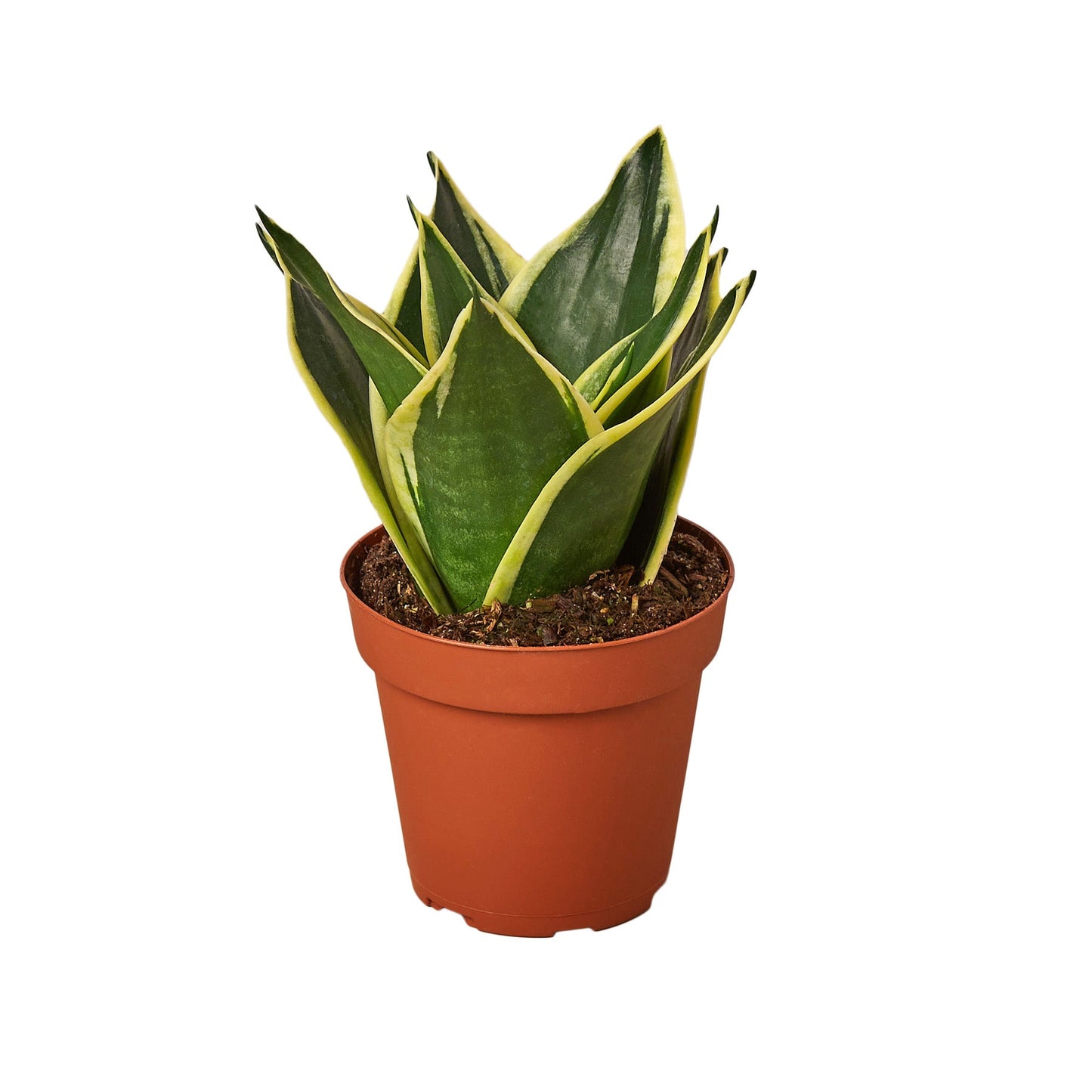 Snake Plant Variety Packs - 4" Pot