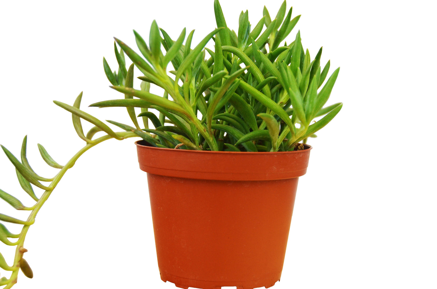 Senecio Succulent 'Fish Hooks' - 4" Pot