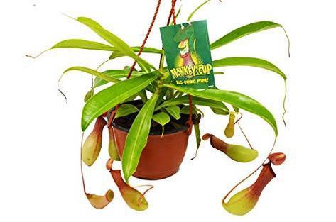 Carnivorous 'Monkey Cup' Plant