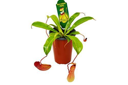 Carnivorous 'Monkey Cup' Plant