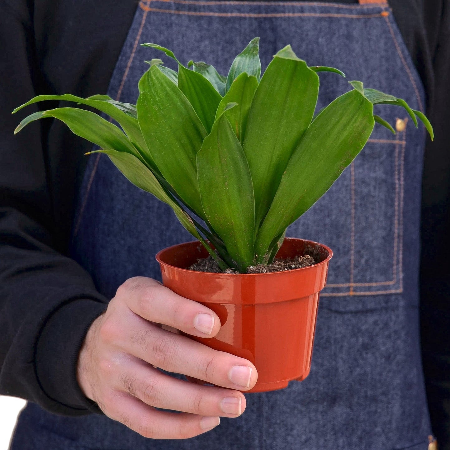 Dracaena 'Janet Craig' - 4" Pot - NURSERY POT ONLY