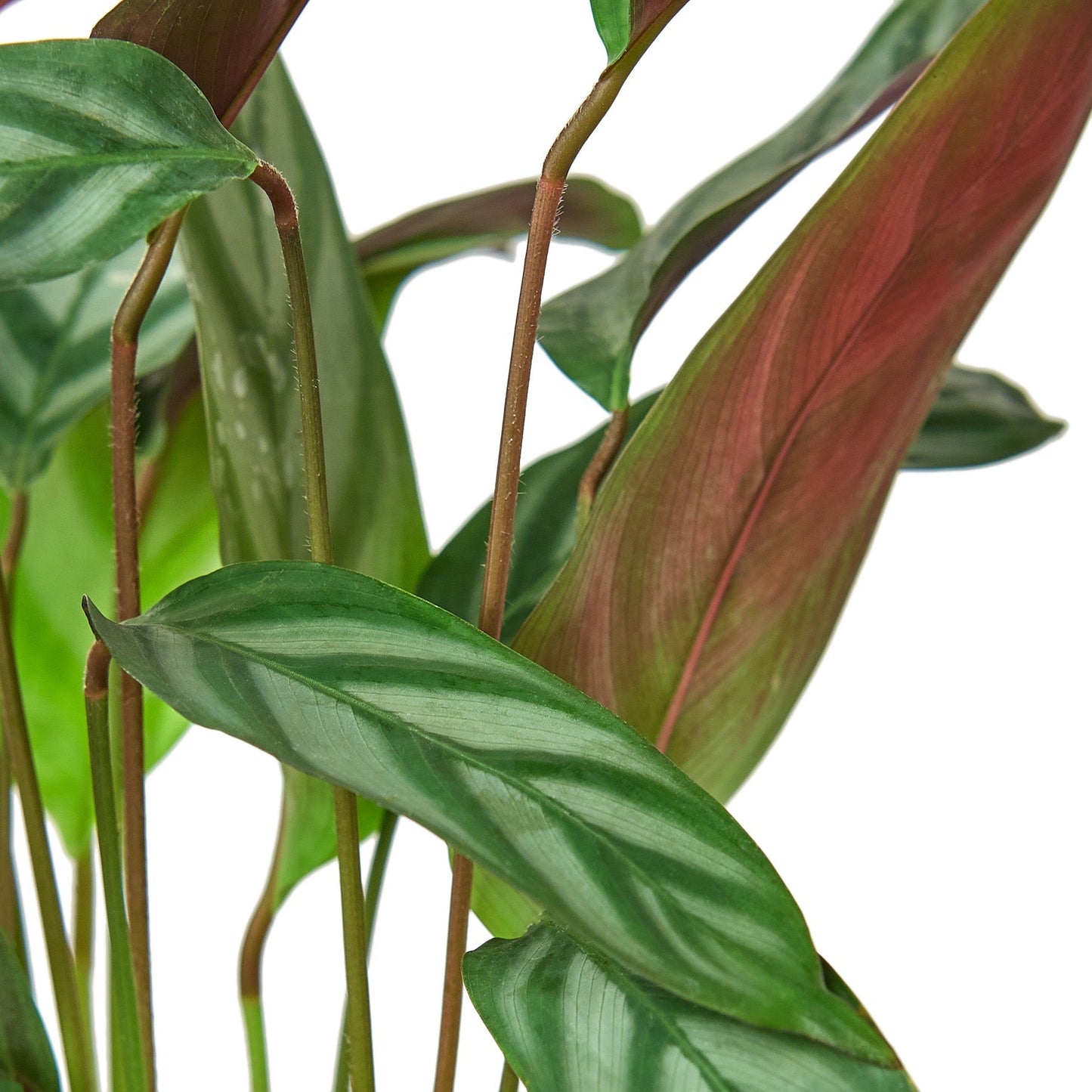 Calathea 'Grey Star' - 4" Pot - NURSERY POT ONLY