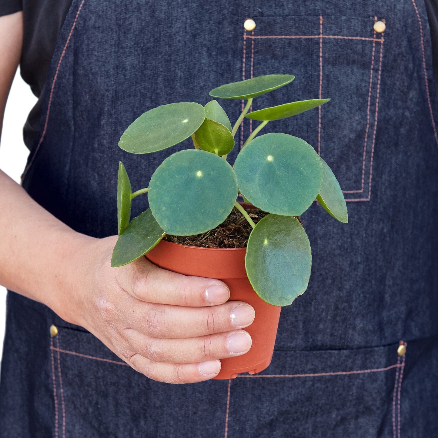 Pilea Peperomioides 'Chinese Money' - 4" Pot - NURSERY POT