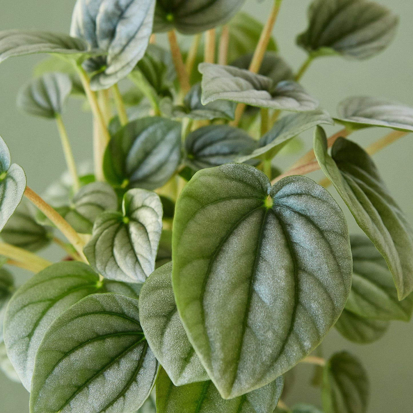 Peperomia 'Platinum'