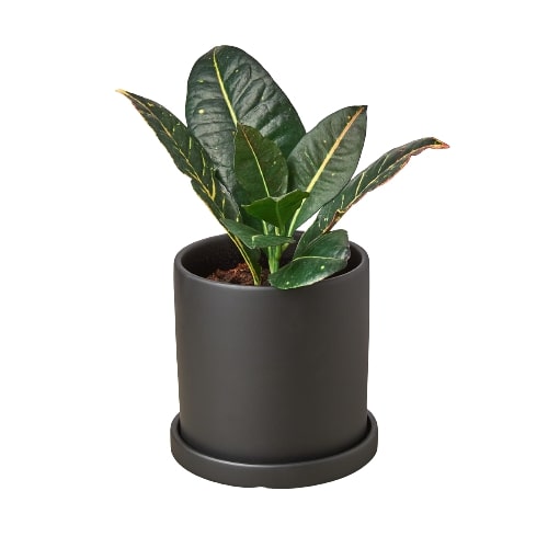 Matte Finish Cylinder Pot - 5.5 Inch